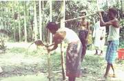 Traditional drilling - bamboo frame, water and pipe movement can drill upto 150 feet or more and also sampling, Noakhali!